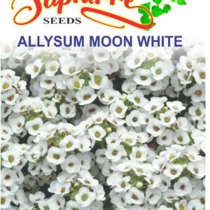 ALLYSUM