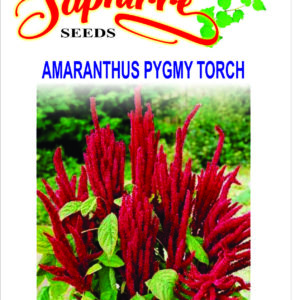 amaranthus pygmy